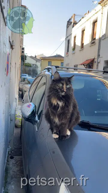 chatte lost    Marseille Moon