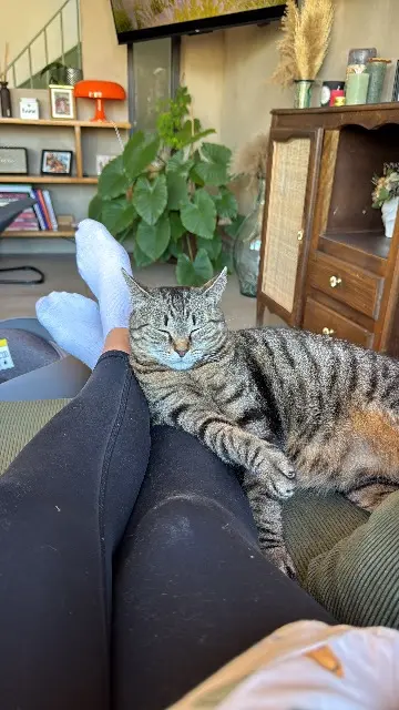 chatte lost    Marseille Moufle