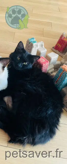 Mousse