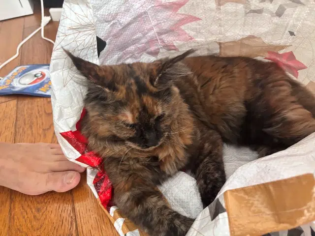 chatte lost    Marseille Mueaza