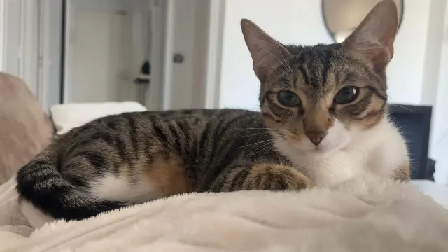 chatte lost    Marseille Nala