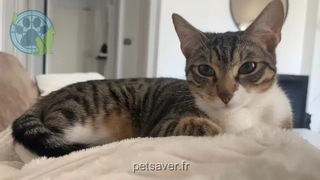 gata perdida Marseille Nala gata lost Marseille Nala