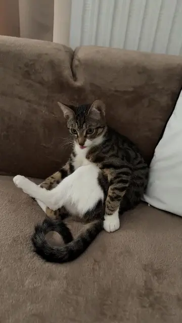 chatte lost    Marseille Nala
