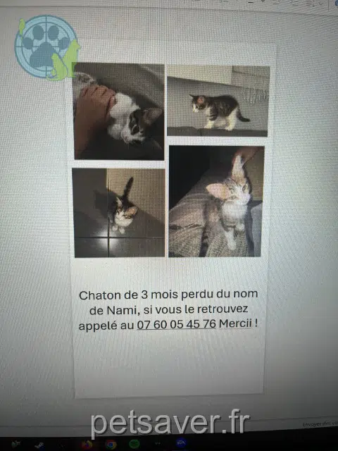 chatte lost Marseille Nami