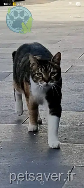 kat vermist Marseille Naya kat lost Marseille Naya