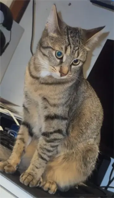 chatte lost    Marseille NINI