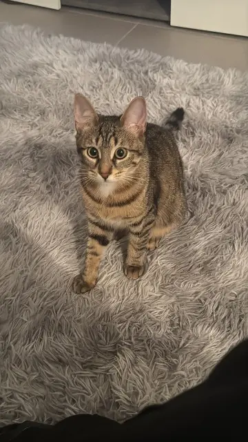 chatte lost    Marseille Nini