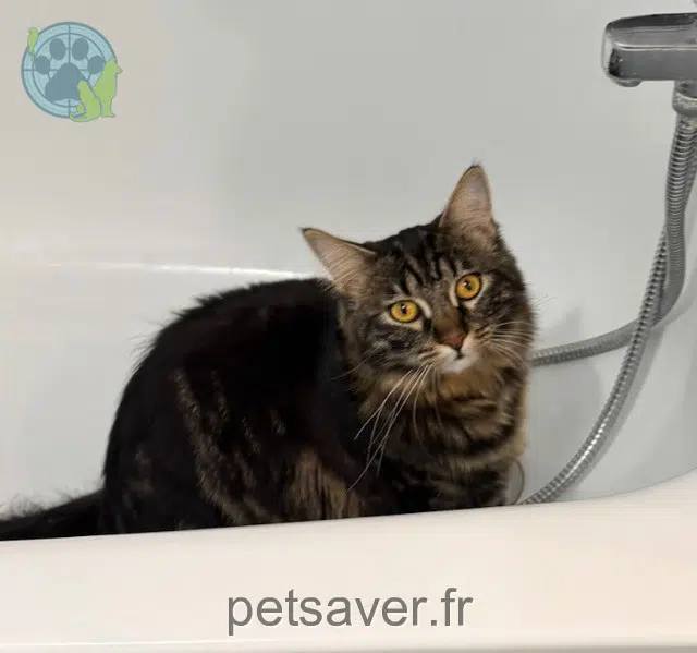 Chatte Perdue 13 Bouches-du-Rhône Marseille Chatte Perdue 13 Bouches-du-Rhône Marseille