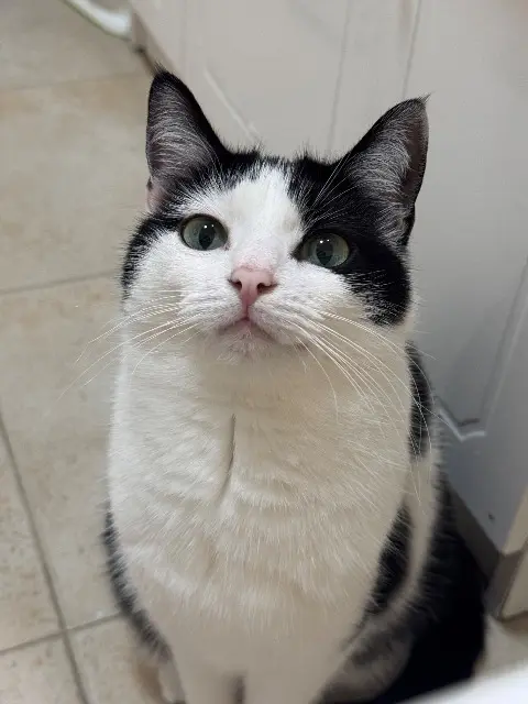 chatte lost    Marseille Ova