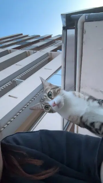 chatte lost    Marseille Pepette