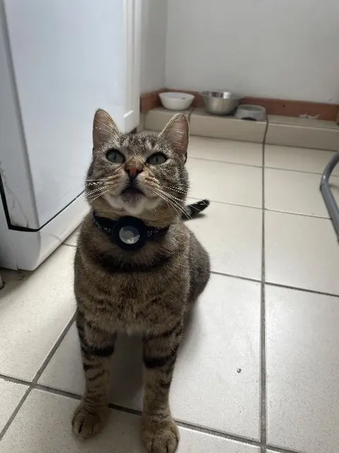 chatte lost    Marseille Petite Nenette