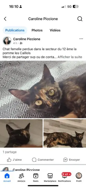 chatte lost    Marseille Phoebe