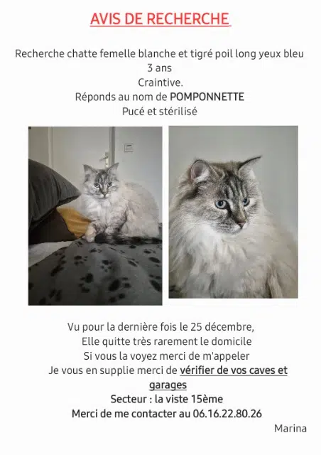 chatte lost    Marseille Pomponnette