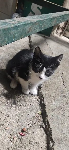 chatte lost    Marseille Poupettf