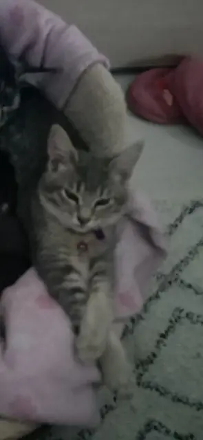 chatte lost    Marseille Queen
