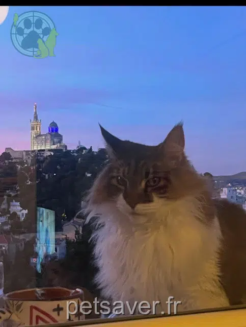chatte lost    Marseille Ruby