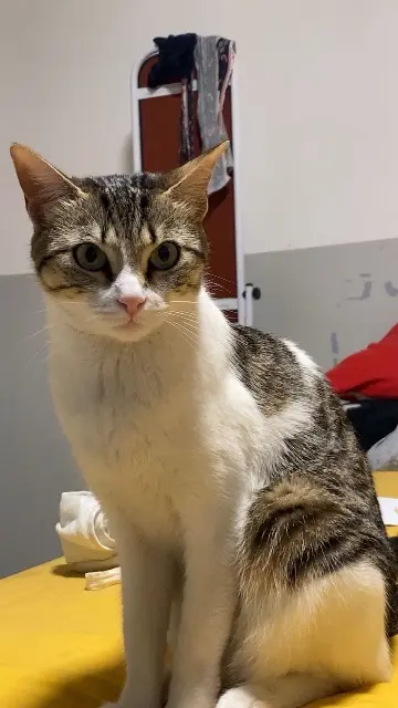 chatte lost    Marseille Rukia