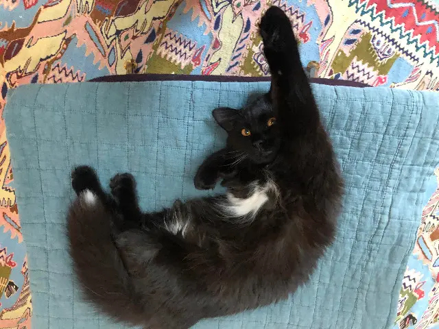 chatte lost    Marseille Sardine
