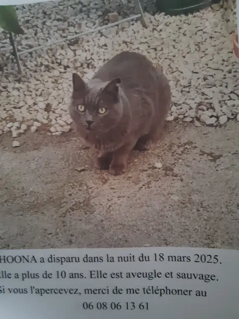 chatte lost    Marseille Shoona