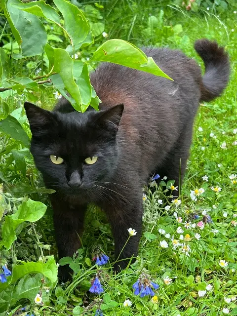 chatte lost    Marseille Sylvie