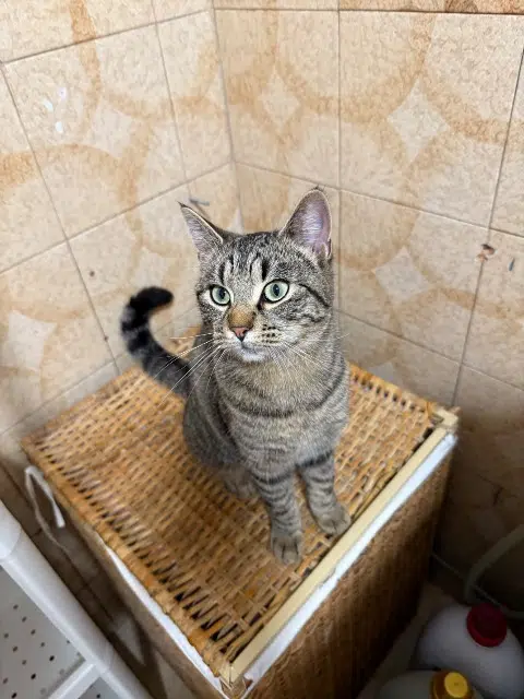 kat vermist Marseille Tigrette kat lost Marseille Tigrette