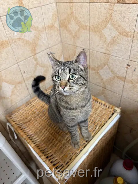 cat lost Marseille Tigrette cat lost Marseille Tigrette