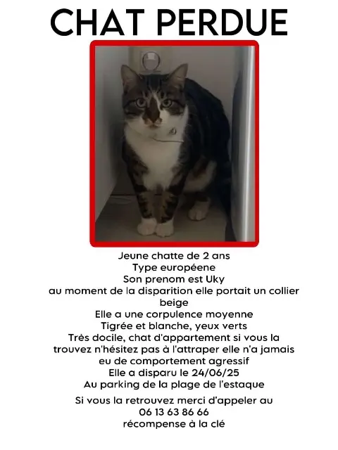 chatte lost    Marseille Uky