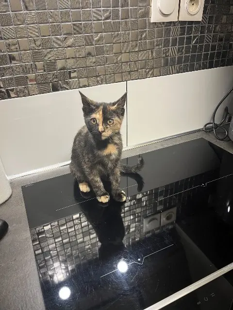 chatte lost    Marseille Vahina
