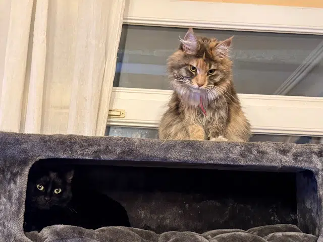 chatte lost    Marseille Zoe