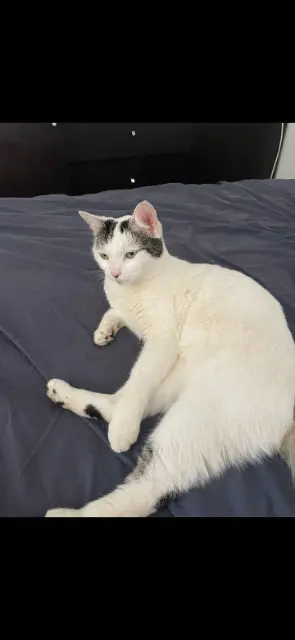 chatte lost   13770 Venelles Mia