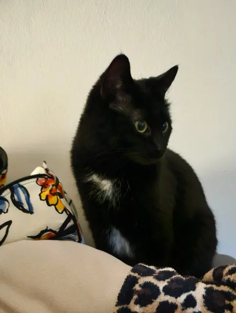 chatte lost   13300 Salon-de-Provence Mikado