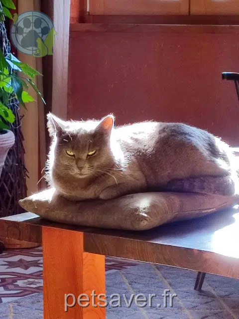 gatta lost   13160 Châteaurenard Milady