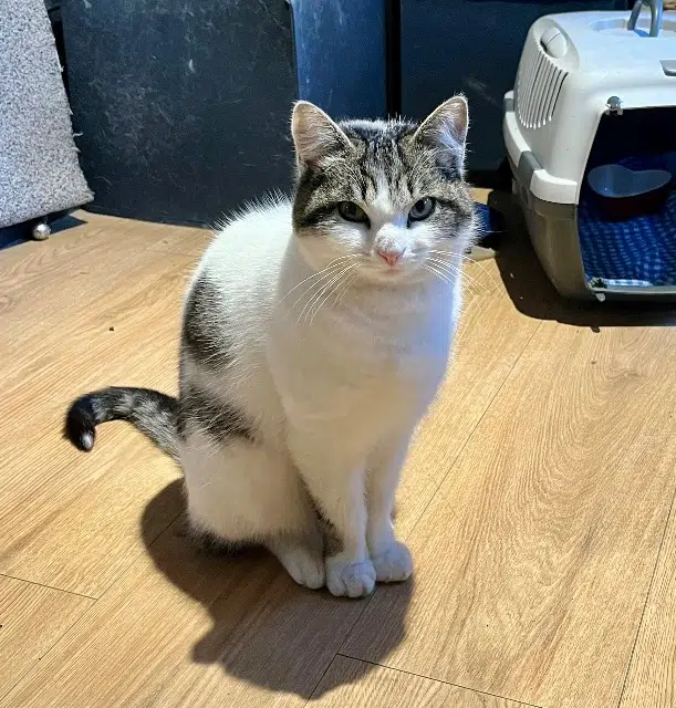 chatte lost   13113 Lamanon Mimi