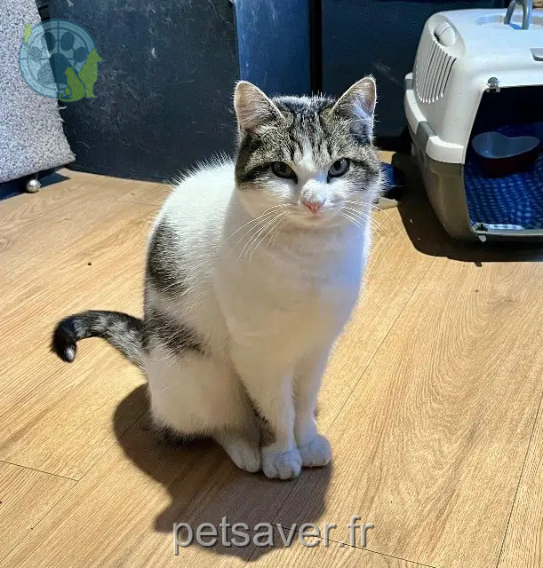 chatte perdue 13113 Lamanon Mimi chatte lost 13113 Lamanon Mimi