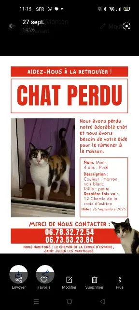 chatte lost    Martigues Mimi