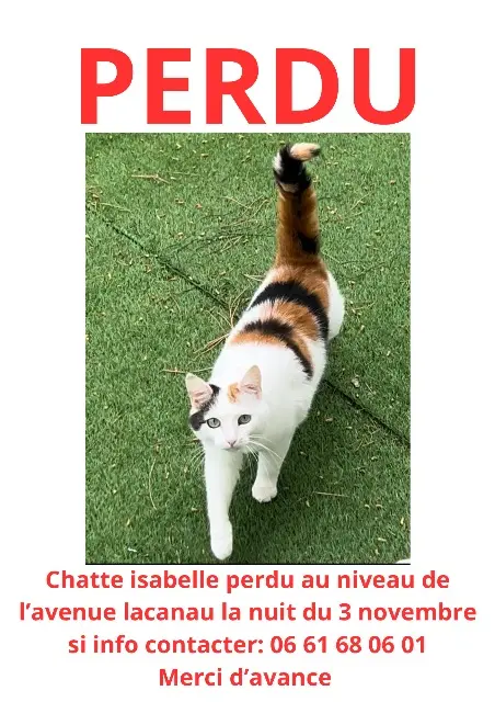 chatte lost   13700 Marignane Mims