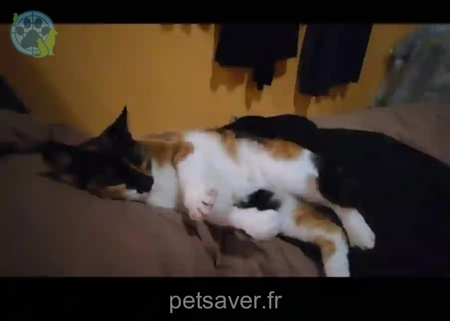 Chatte Perdue 13 Bouches-du-Rhône - Minette Chatte Perdue 13 Bouches-du-Rhône - Minette