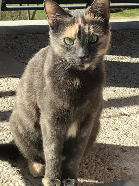 chatte lost   13470 Carnoux-en-Provence Minette