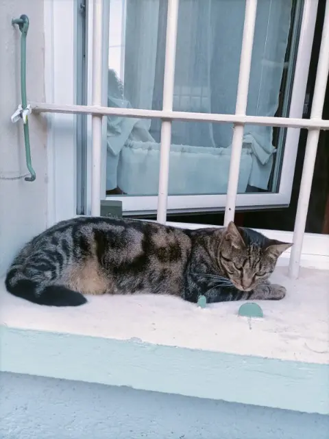 chatte lost   13300 Salon-de-Provence Minette