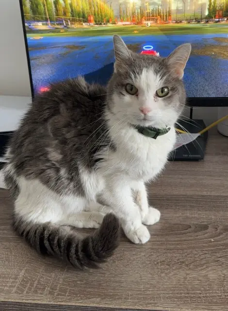 chatte lost   13700 Marignane Minette