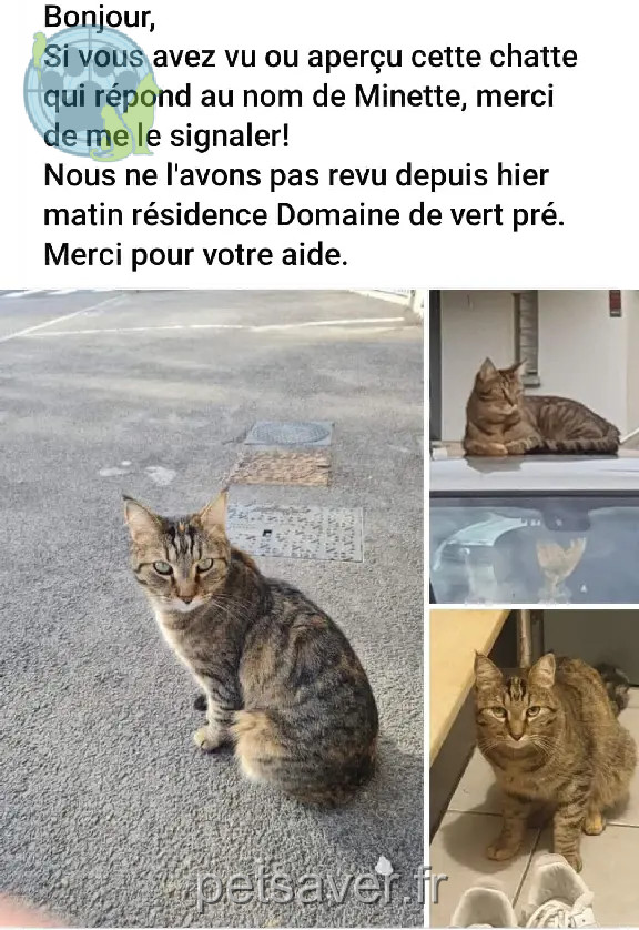 Chatte Perdue 13 Bouches-du-Rhône - Minette Chatte Perdue 13 Bouches-du-Rhône - Minette