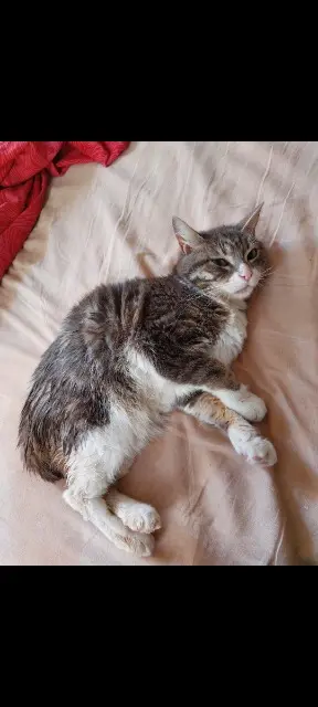 chatte lost   13430 Eyguières Misty