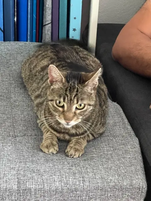 chatte lost    Istres Moumou