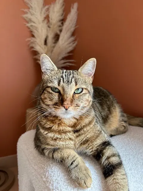 chatte lost   13510 Éguilles Mykie
