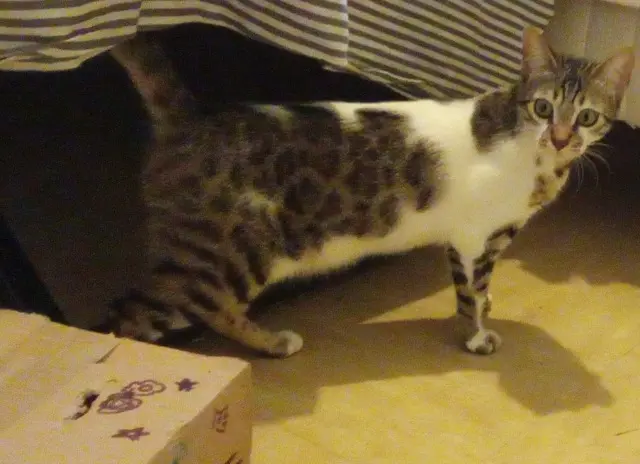 chatte lost    Istres Nala