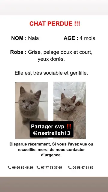 chatte lost   13110 Port-de-Bouc Nala