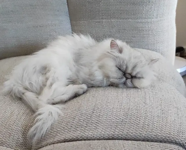 chatte lost    Arles Nana