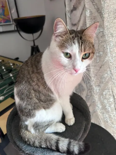 chatte lost   13710 Fuveau Neige / opale