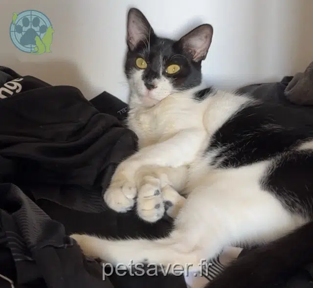 Katze vermisst 13230 Port-Saint-Louis-du-Rhône Nestea Katze lost 13230 Port-Saint-Louis-du-Rhône Nestea