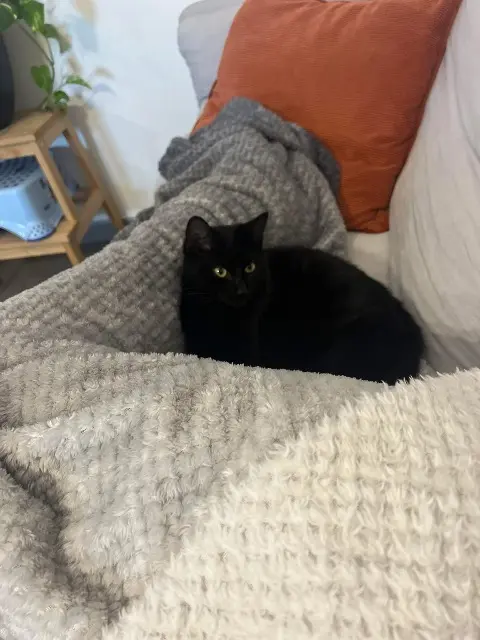 chatte lost   13560 Sénas Nikita